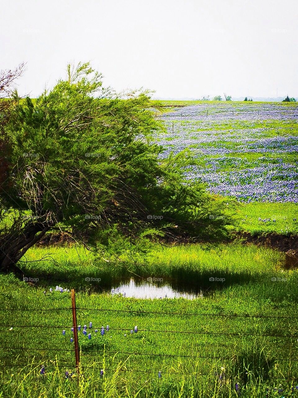 Texas pasture