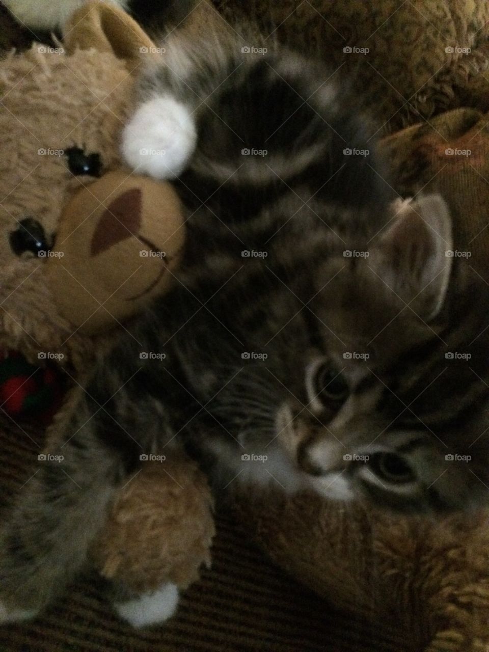 Kitten loving her teddy bear 