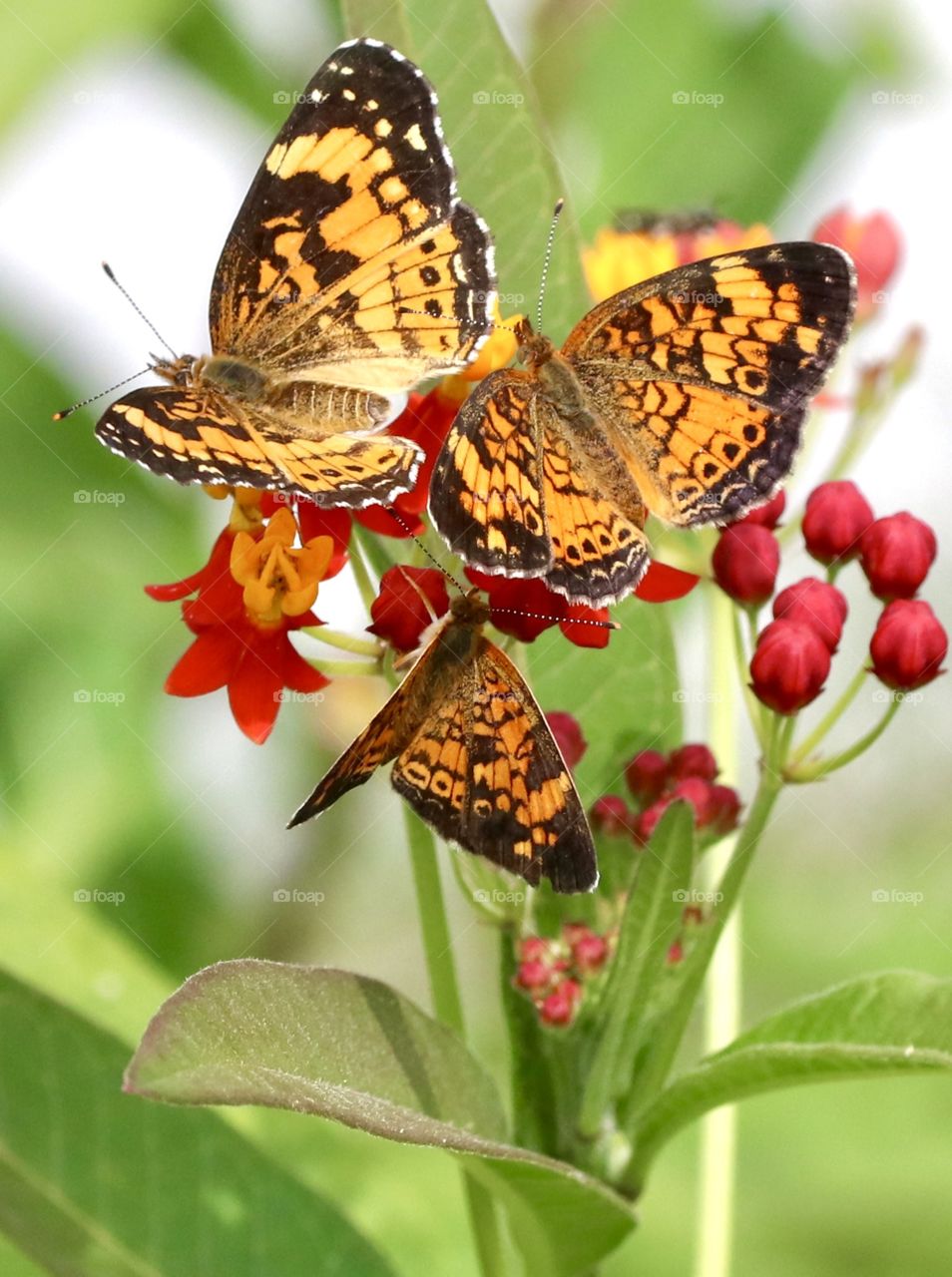 Three butterflies together on one plant