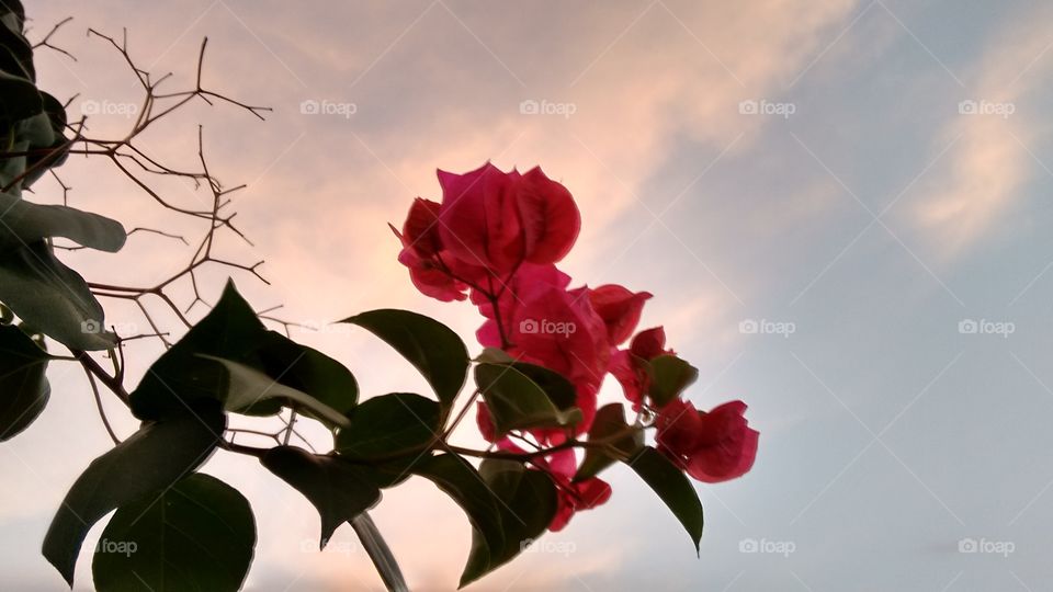 flower. red flowers with the beautiful sky
