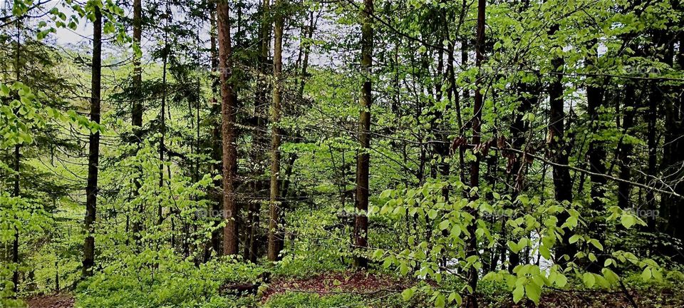 This idyllic forest impression comes to us from the „Bayerischer Wald“, the „Bavarian Forest“ near the township of „Eging“ and the „Eging Lake“, the „Eginger See“. 2024. Hypnotic Productions