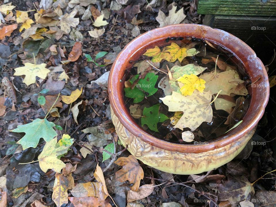 Fall leaves