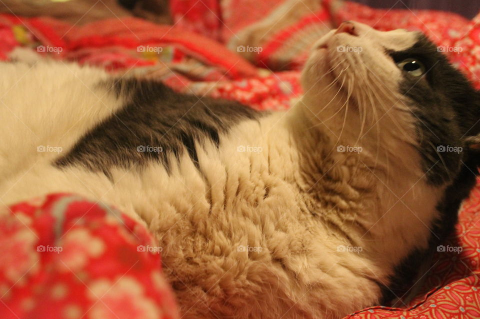 My 22 pound grey and white cat Sal always sleeps on our bed usually on my feet. He makes a great bed warmer. 