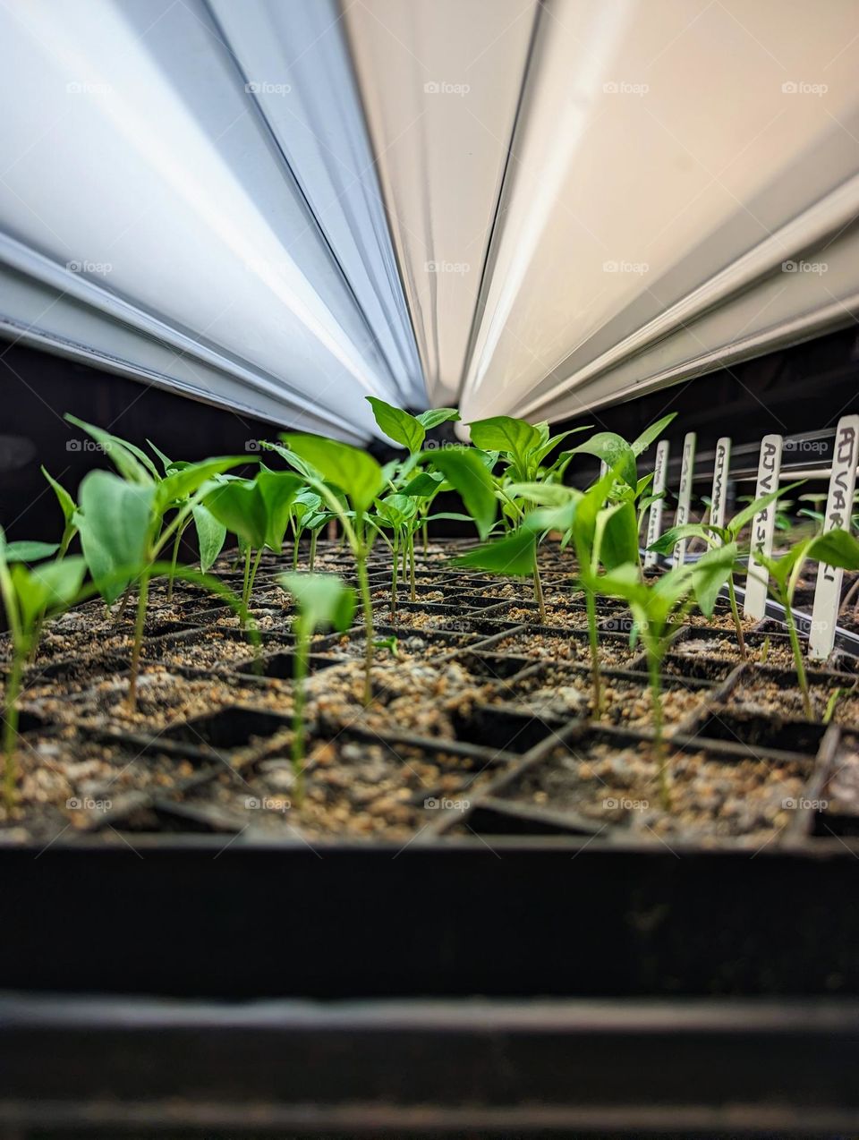 Plant plants to celebrate Earth Day