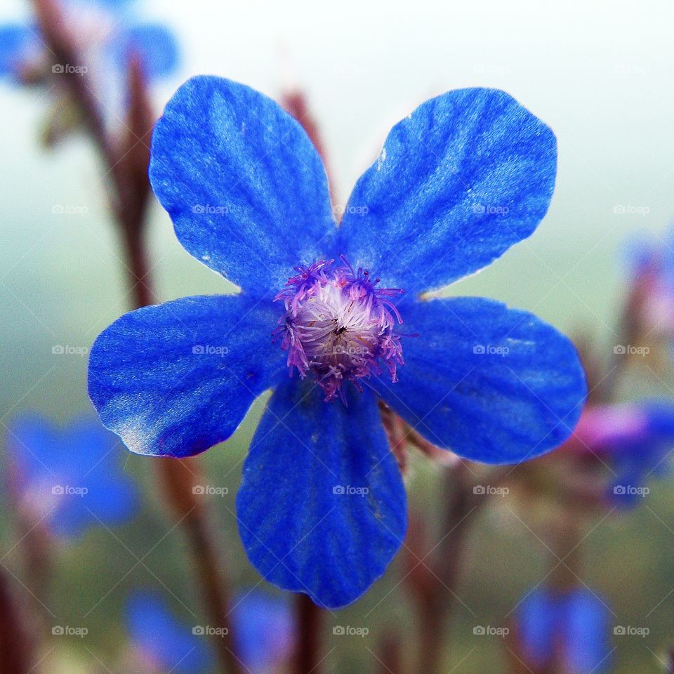 Blue flower 🌸