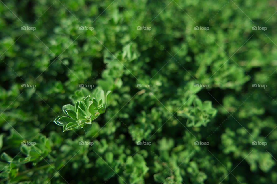 Macro shot of green leaf