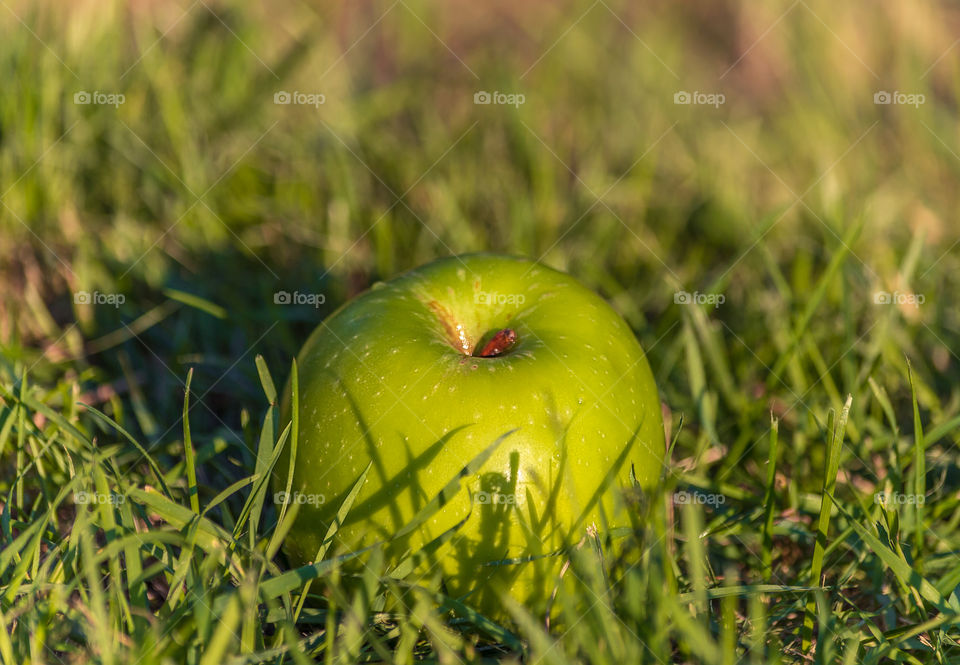 An apple, green apple on green grass