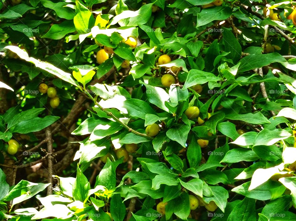 Branches and ripening dogwood berries.