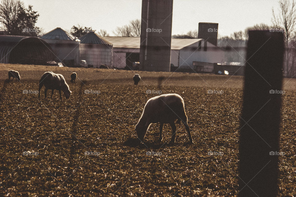 Sheep in the pasture 