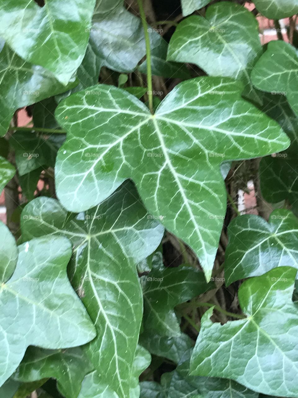 Ivy leaf, April 2017
