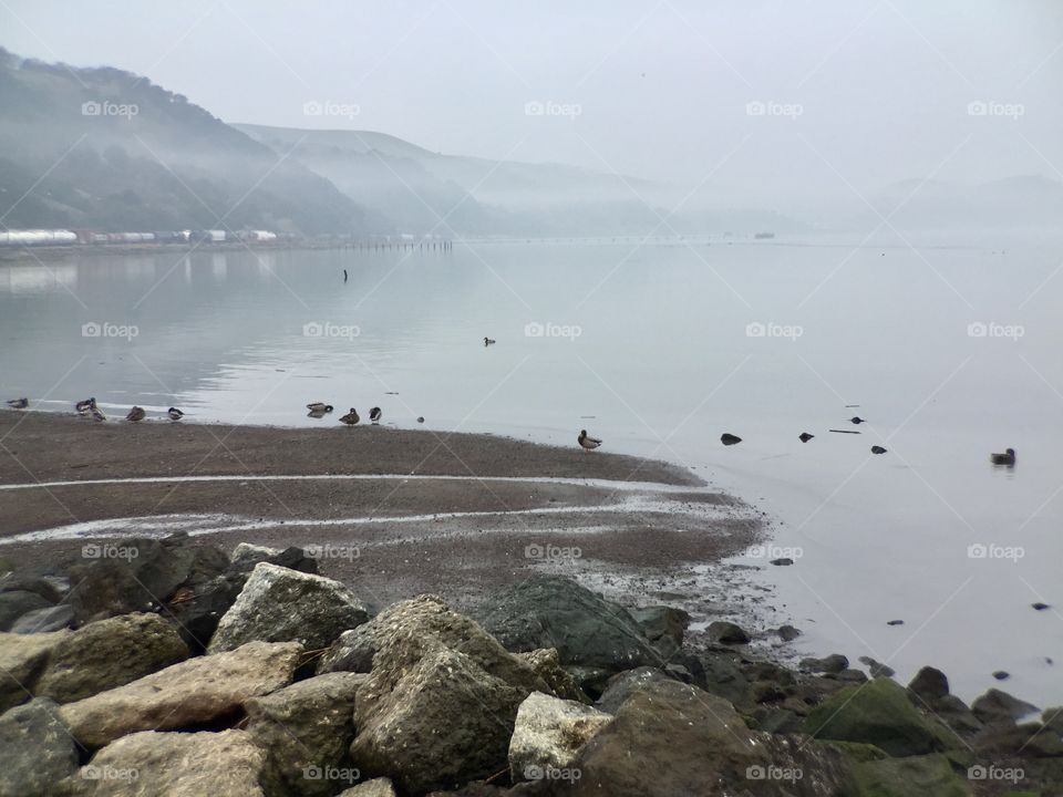 Foggy Shore