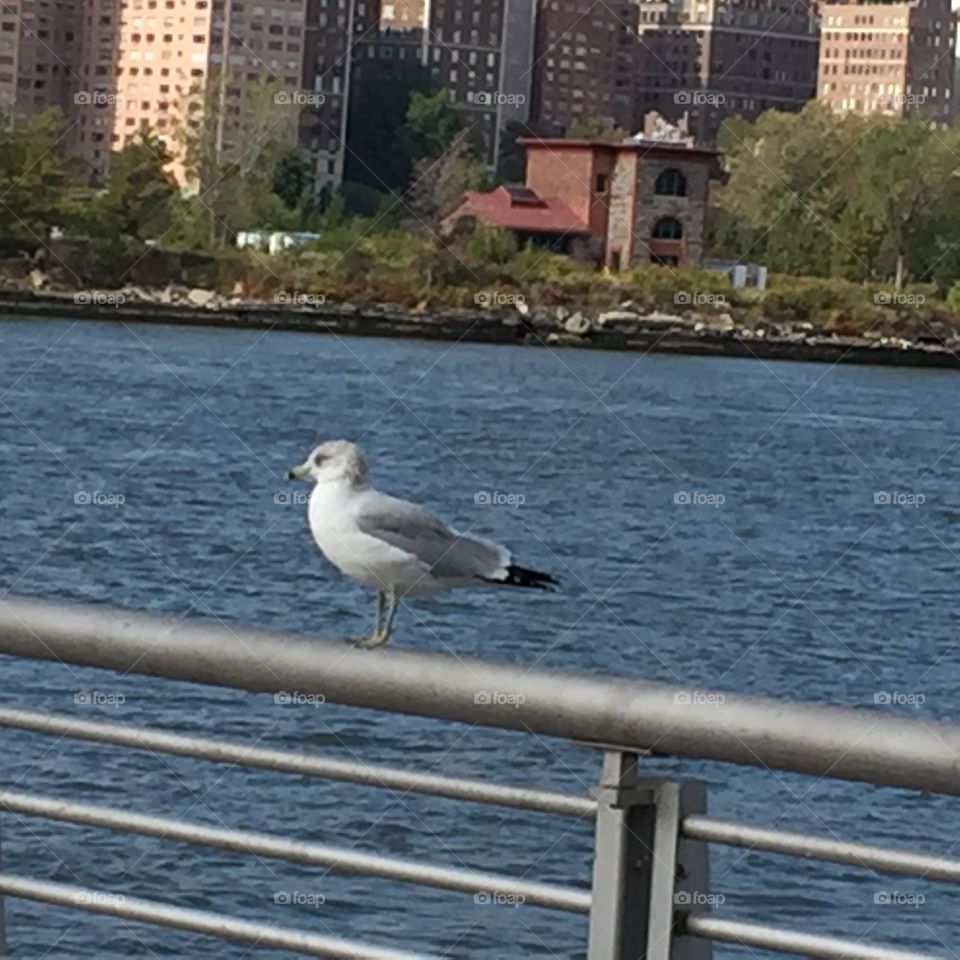  Seagull don't fly too high  