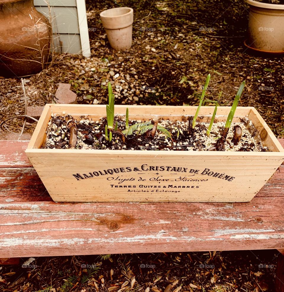 Growing bulbs