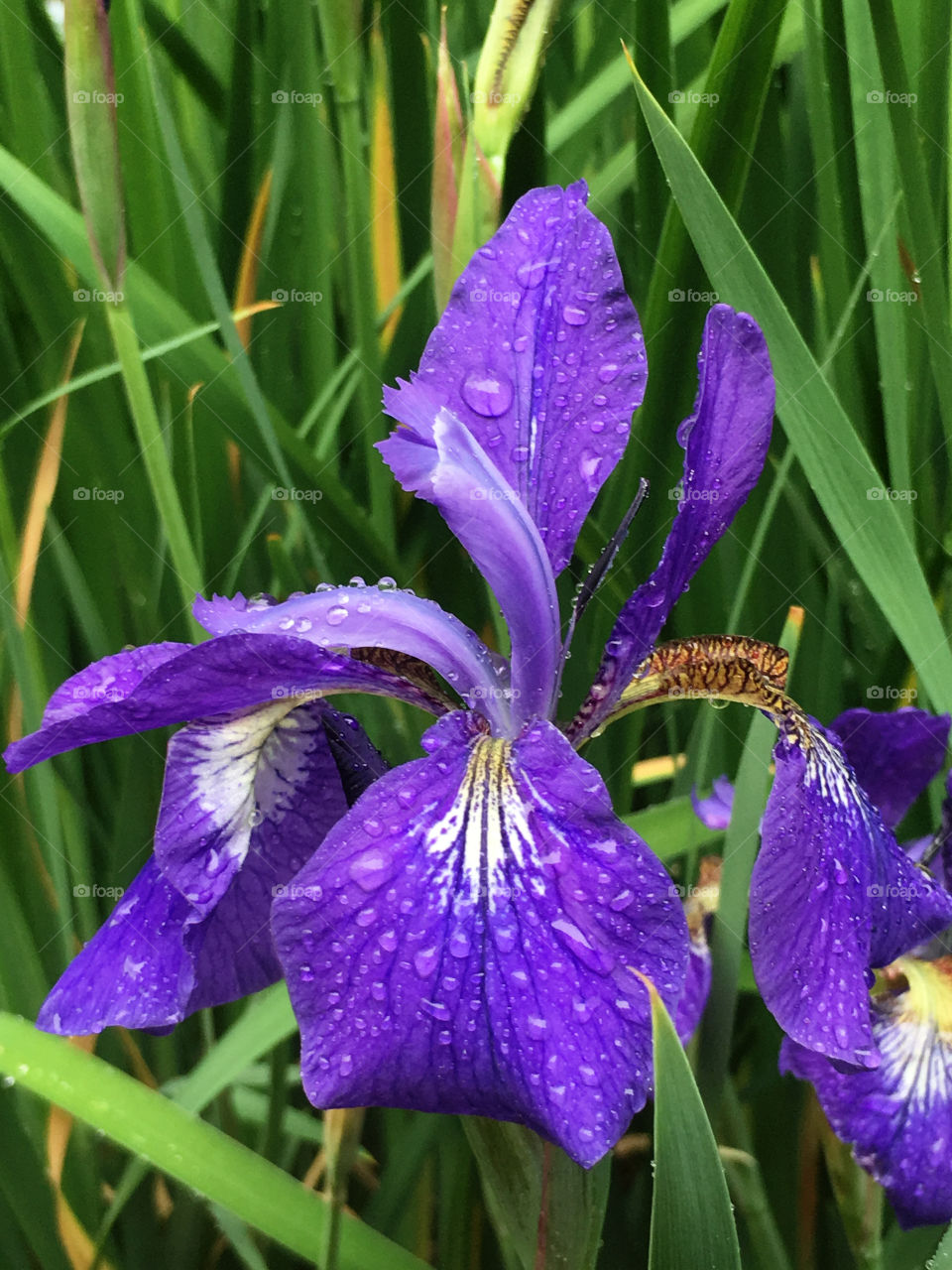 Purple Petals 'n' Drops