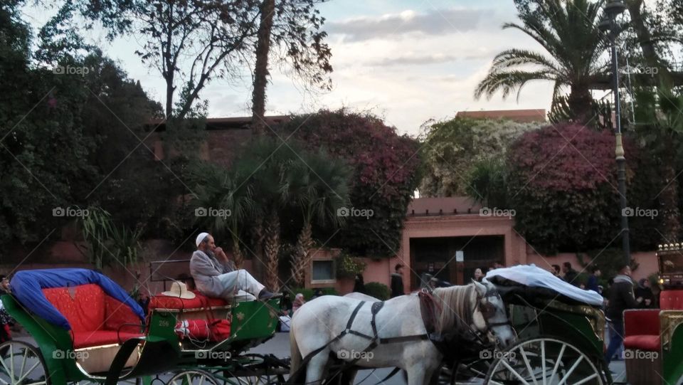 horse carry carriage.