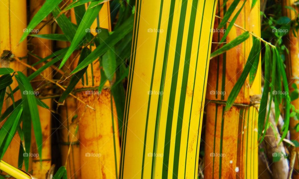 Striking bamboo