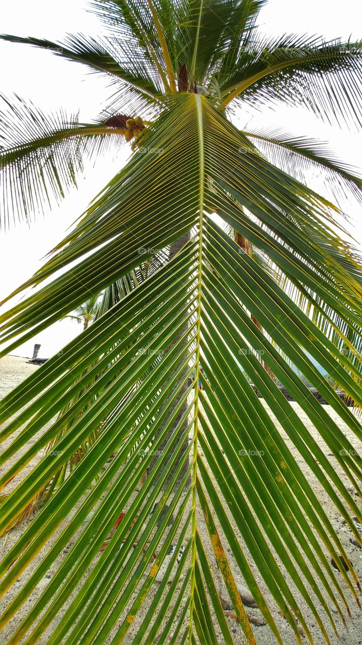 A palm leaf