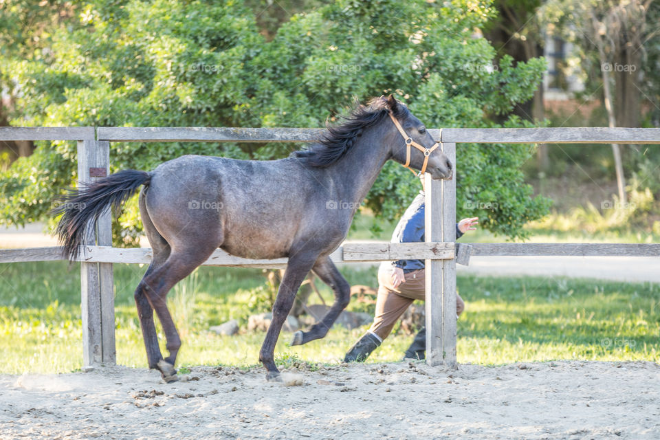 Farm, Mammal, Horse, Grass, Nature