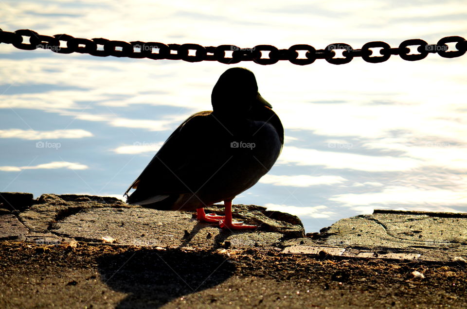 Duck silhouette