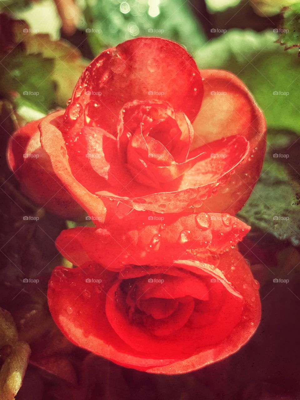 Wax begonia flower blossoms with red petals and water drops. Spring and summer plant.