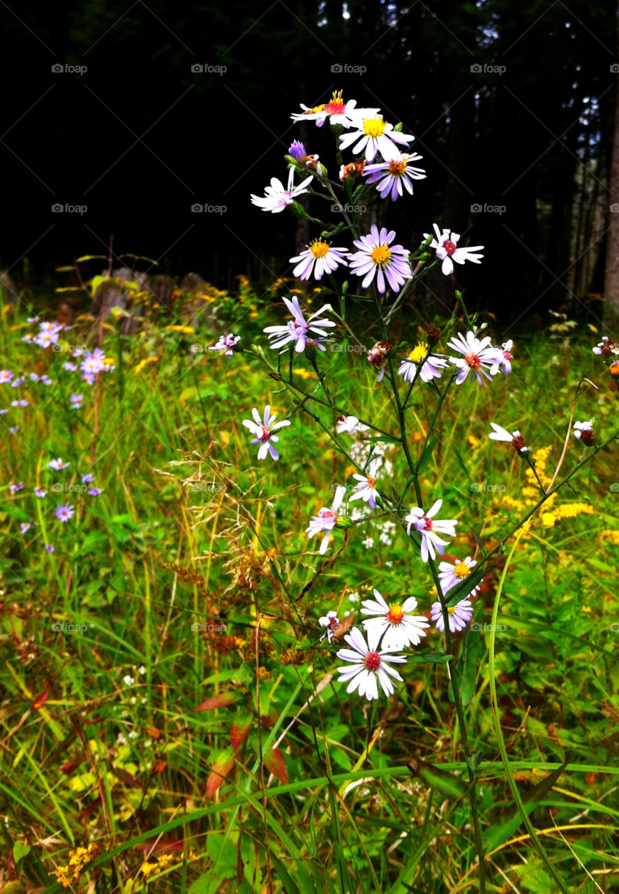 flowers plants nature flower by serenitykennedy