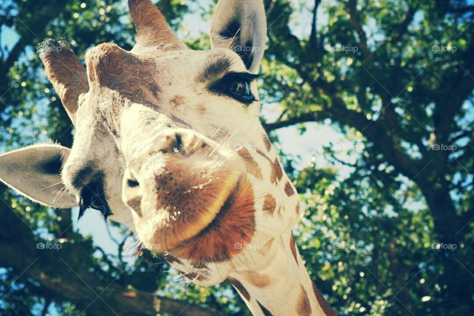Close-up of young giraffe