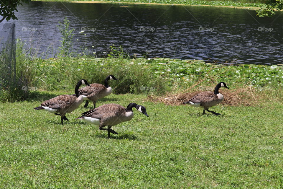 geese