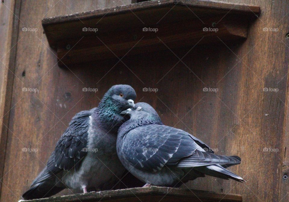 Two lovebirds enjoying a cuddle on a pigeon loft.