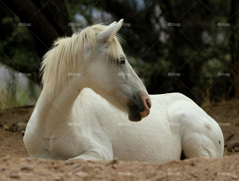 Wild Horse Relaxing on Wet Sand