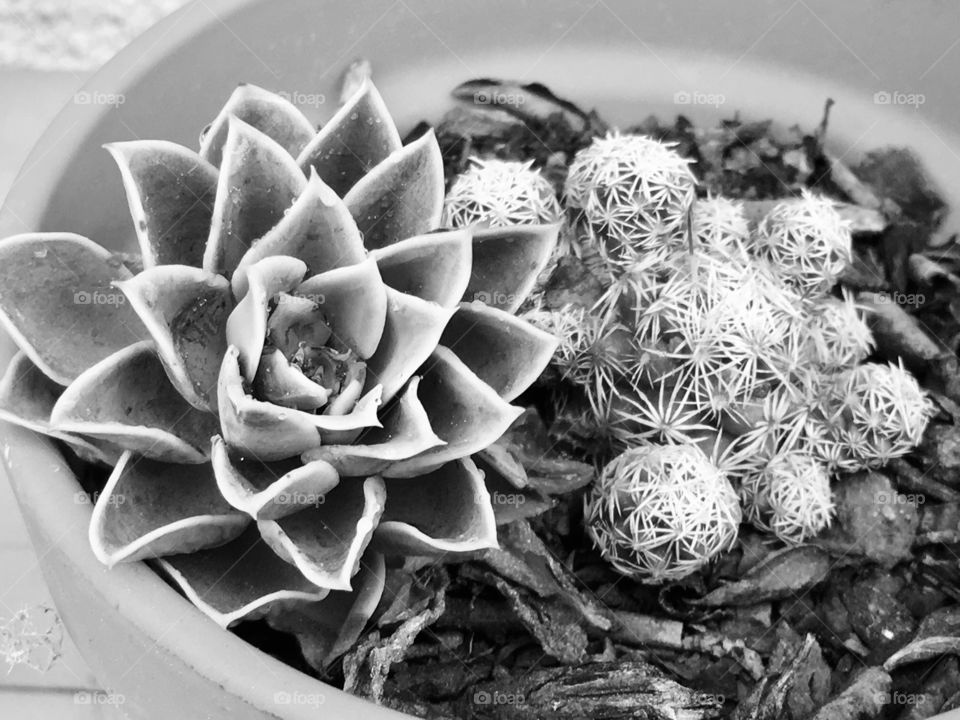 Cactus pot black & white