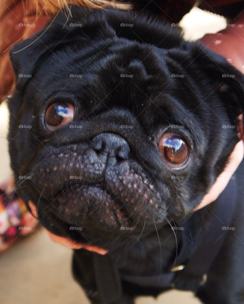 Pug dog