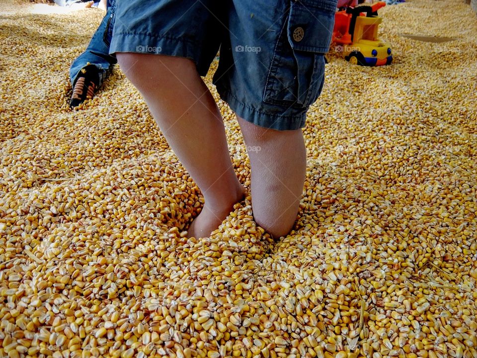 ankle deep in corn at a Midwest pumpkin patch