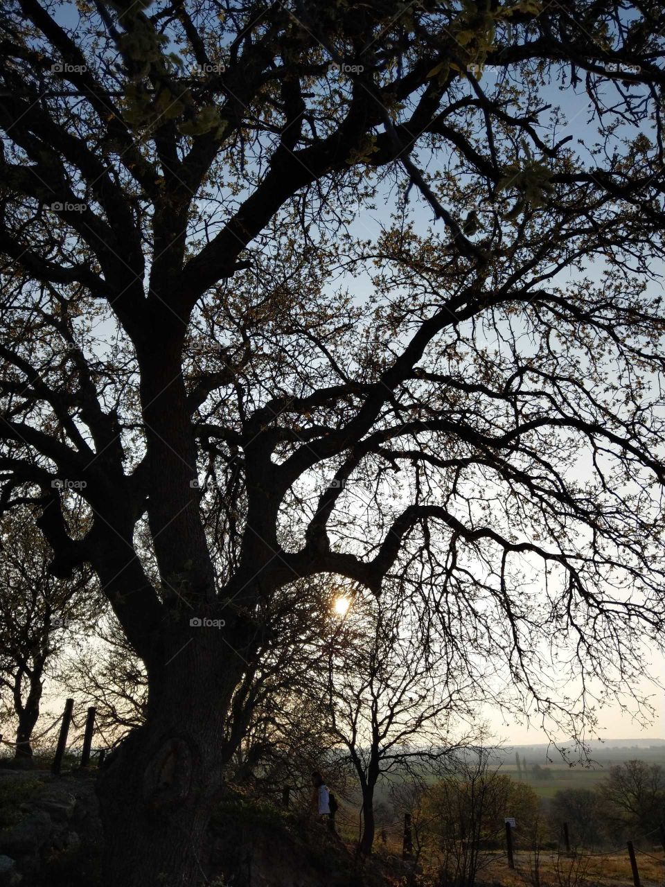 An giant old tree in the sunset. it looked grand and spectacular, its maturity was glamorous. The sun looked so small.
