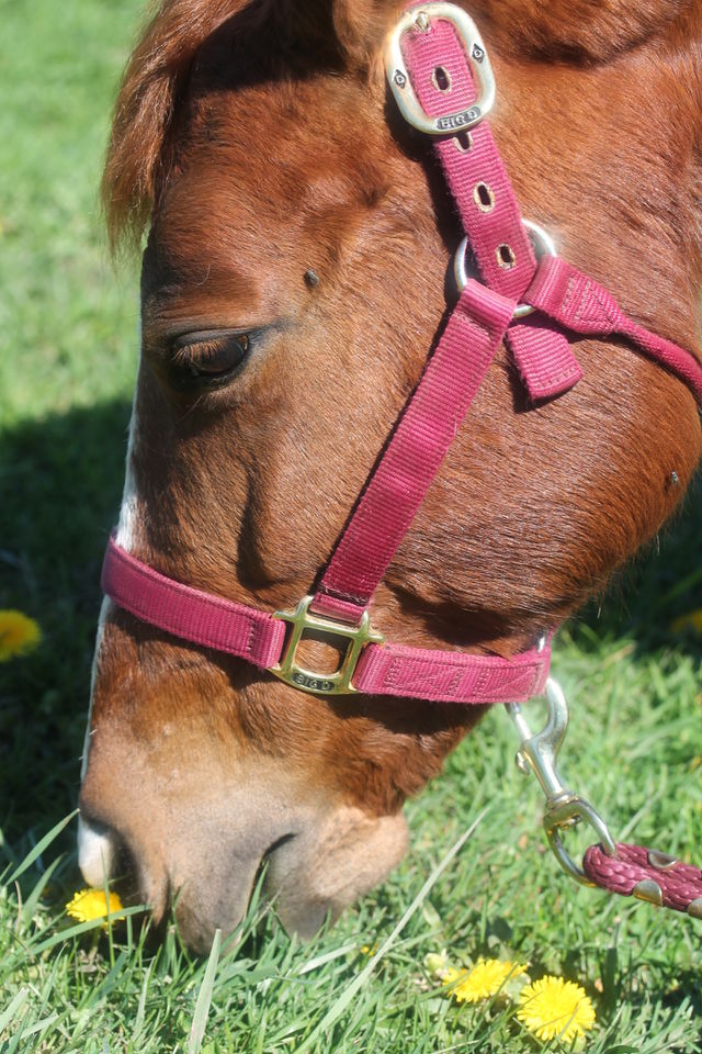 My nieces pony