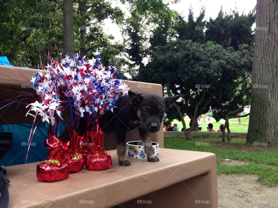 Celebrating 4th of July with pup Beretta
