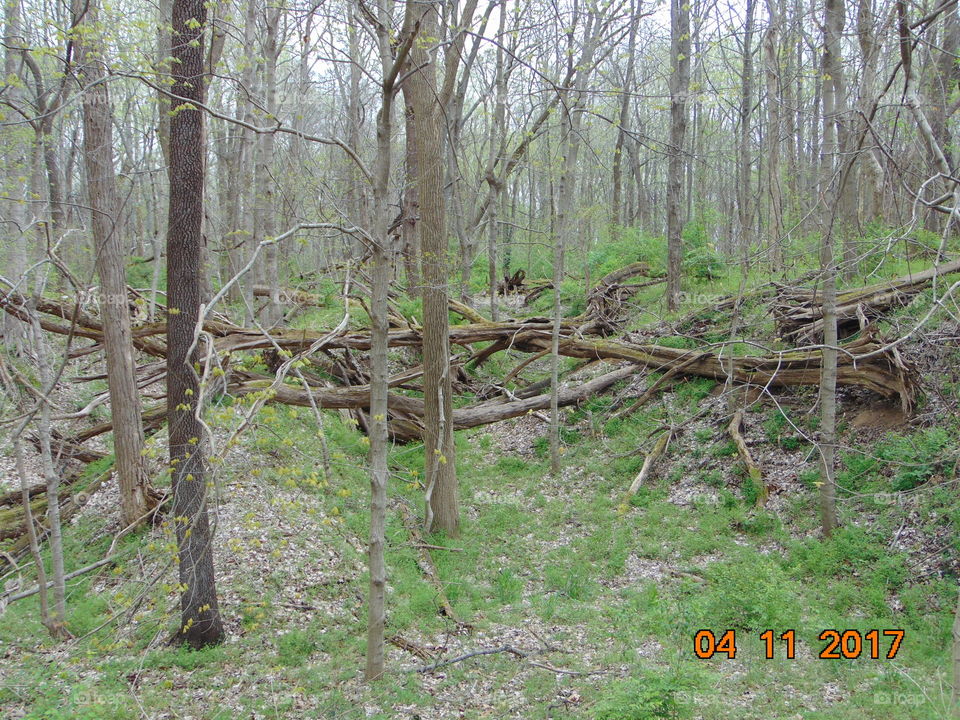 fallen trees in the woods