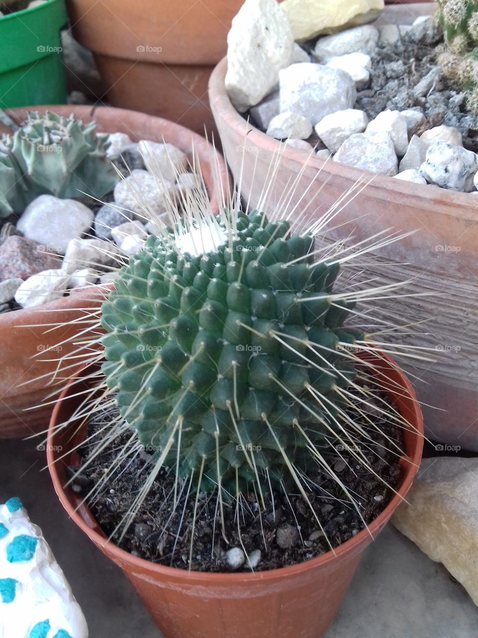 from my cactus collection