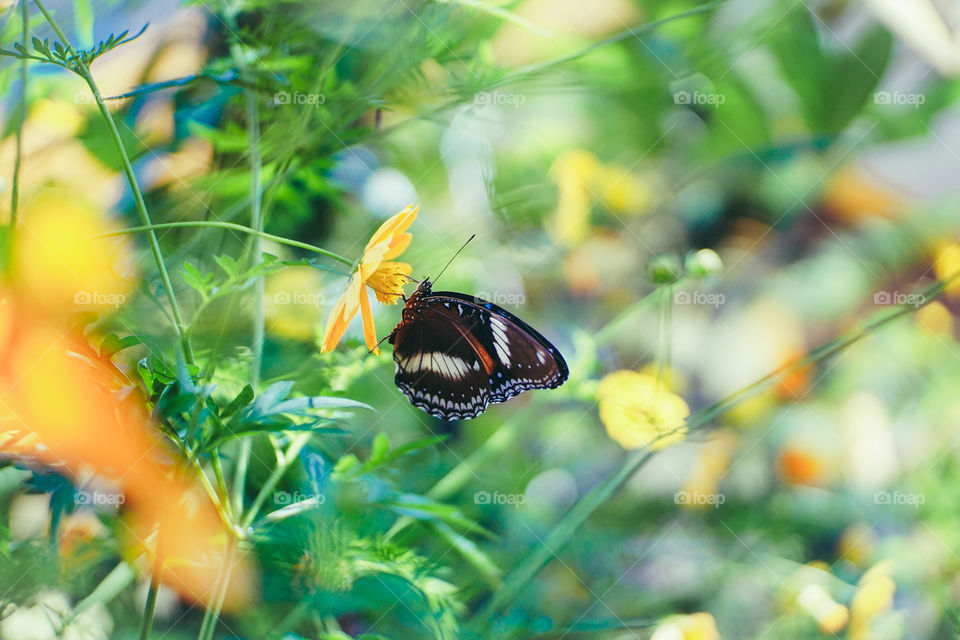 A butterfly lies on the yellow flower.