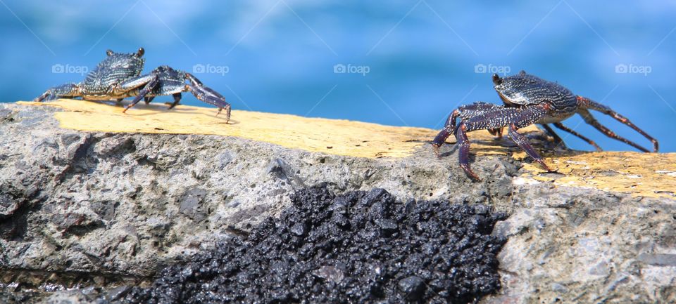 Crabs on dock in Hawaii 