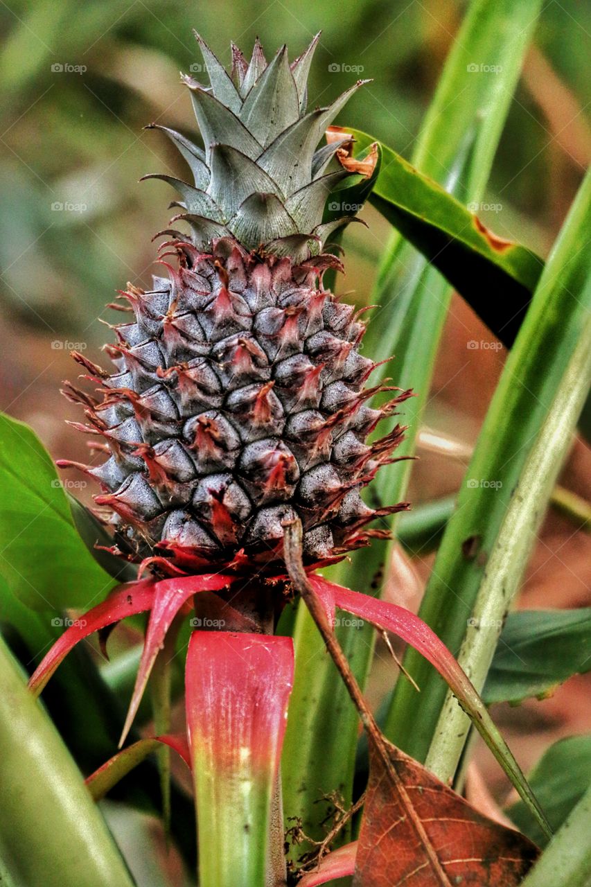 primary stage of pineapple​