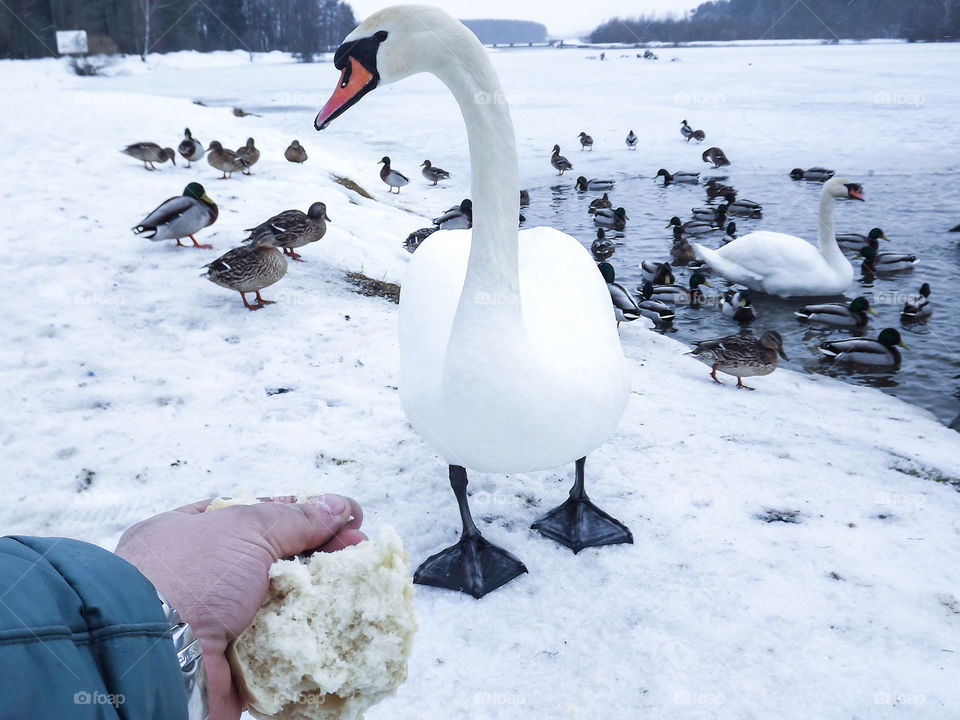 People feeding a swan with his hands