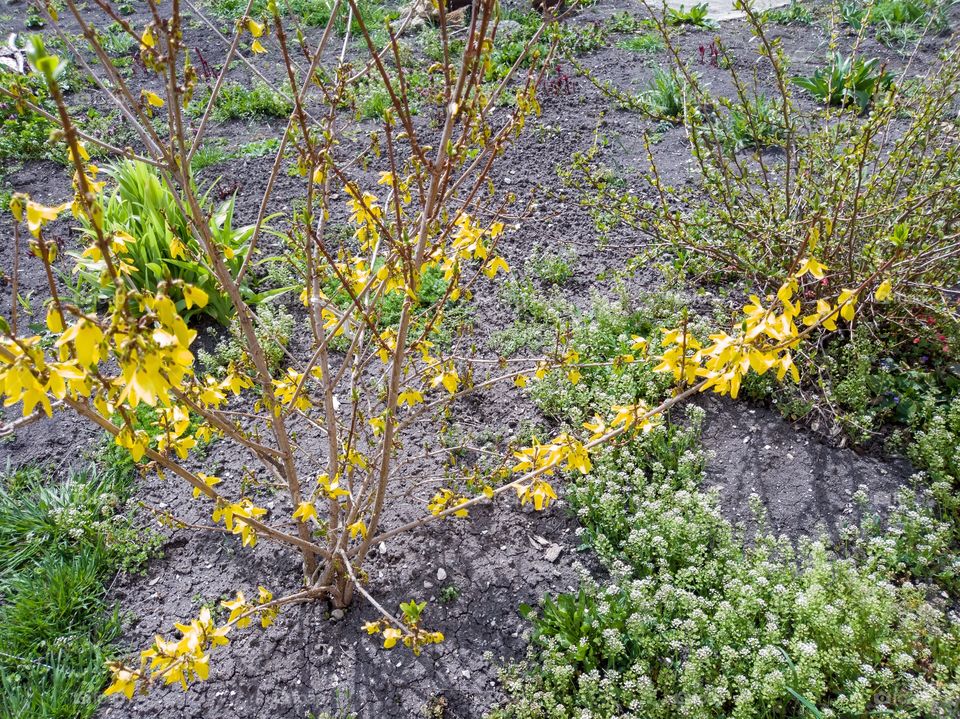 forsythia, an ornamental garden shrub. Nature.