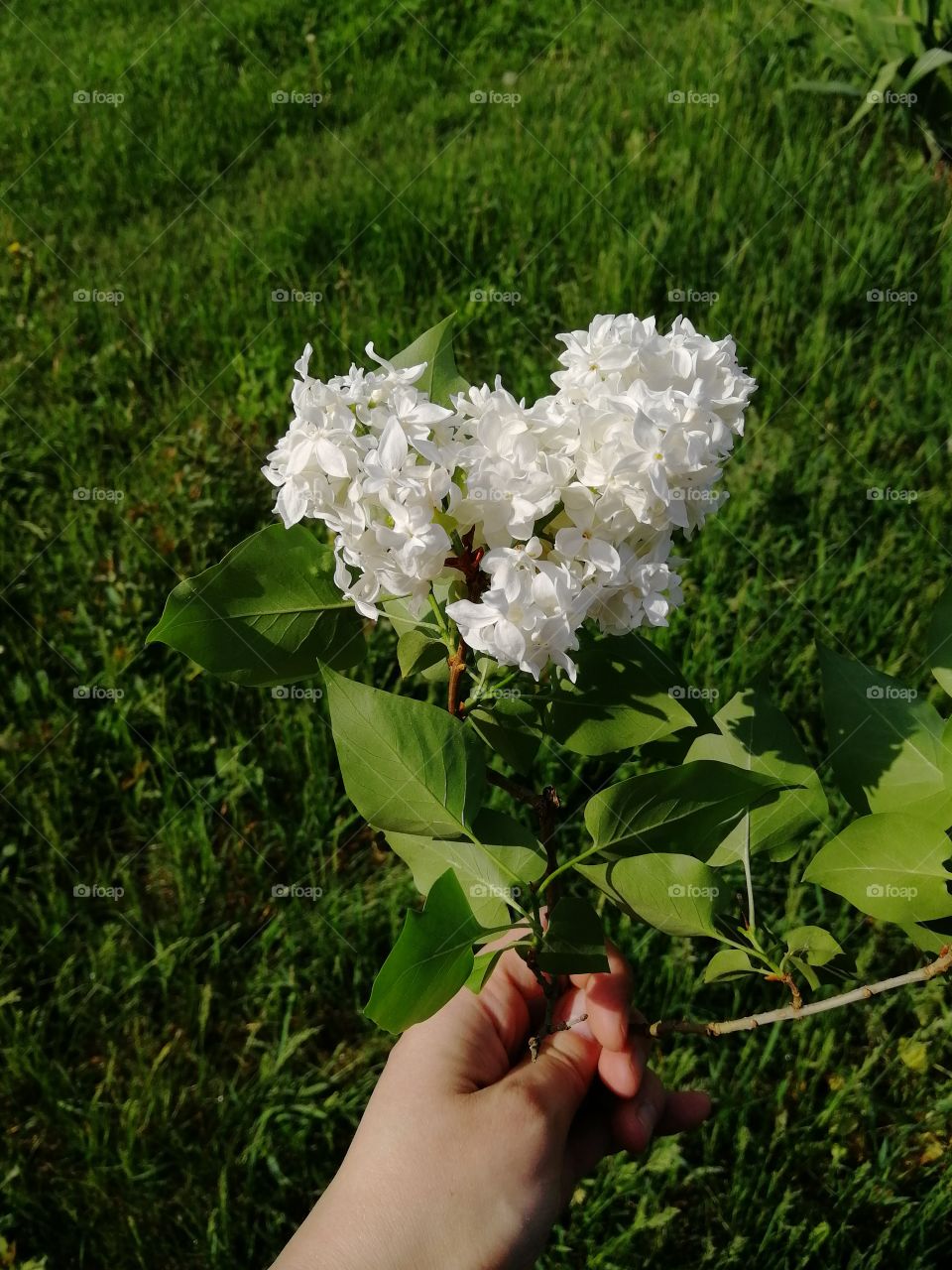 White lilac in hand