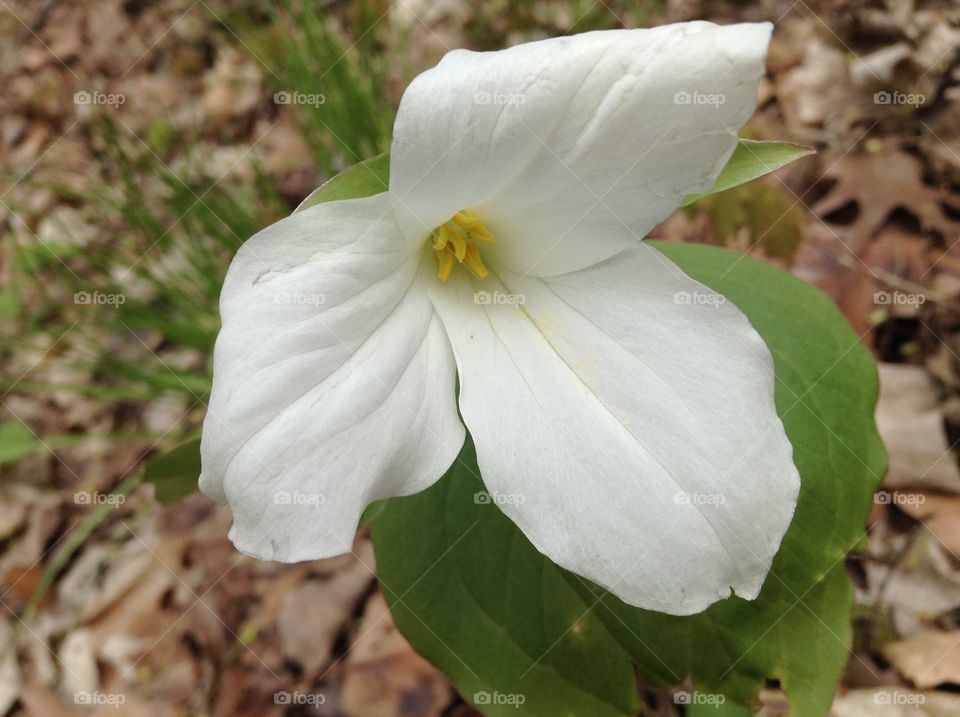 Trillium flower