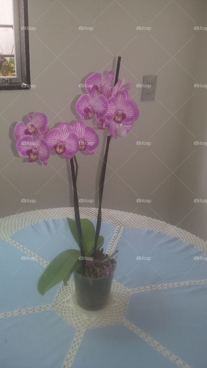 orquídea linda
