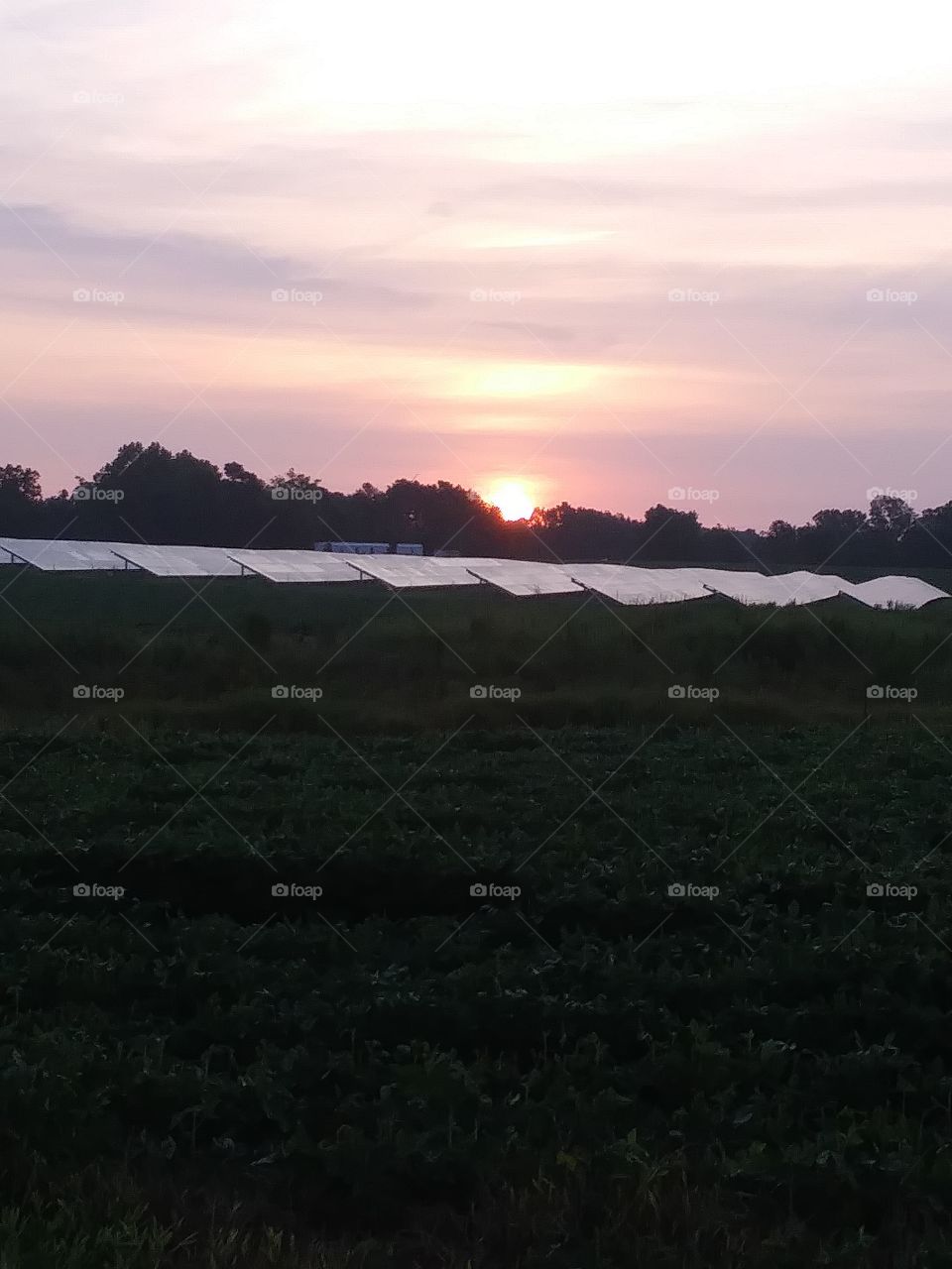 sunrise over a solar farm