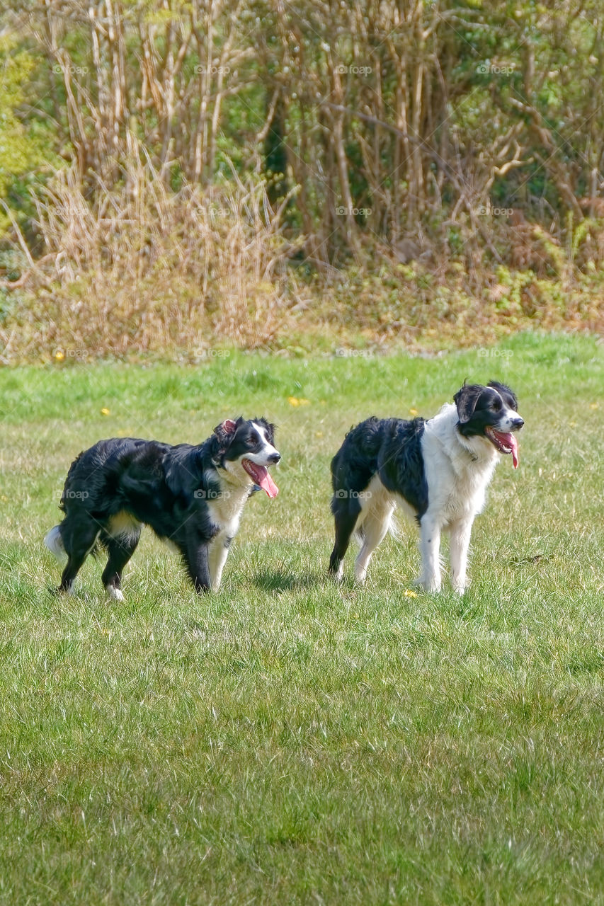 Two cute dogs in the meadow