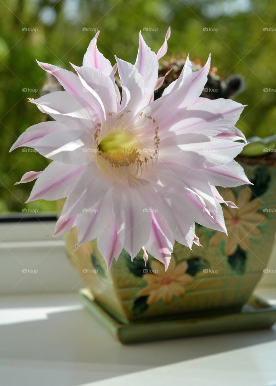 cactus flower beautiful blooming on a window house plant