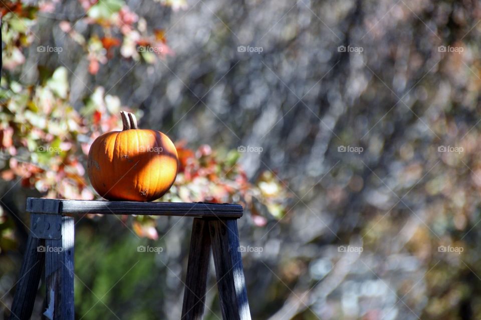 Close-up of pumpkin on bench