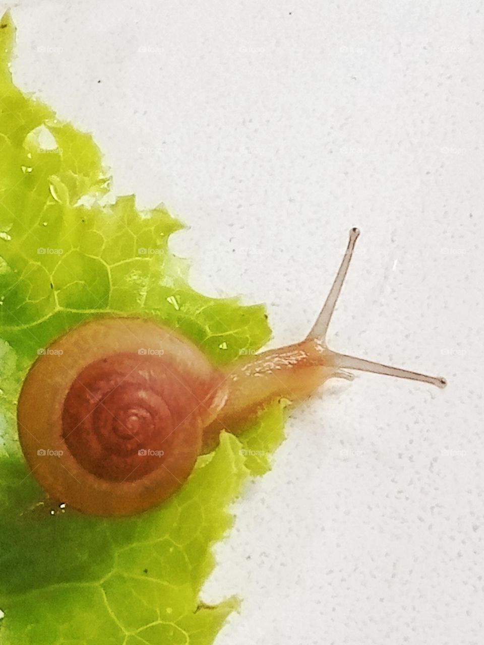 snail
